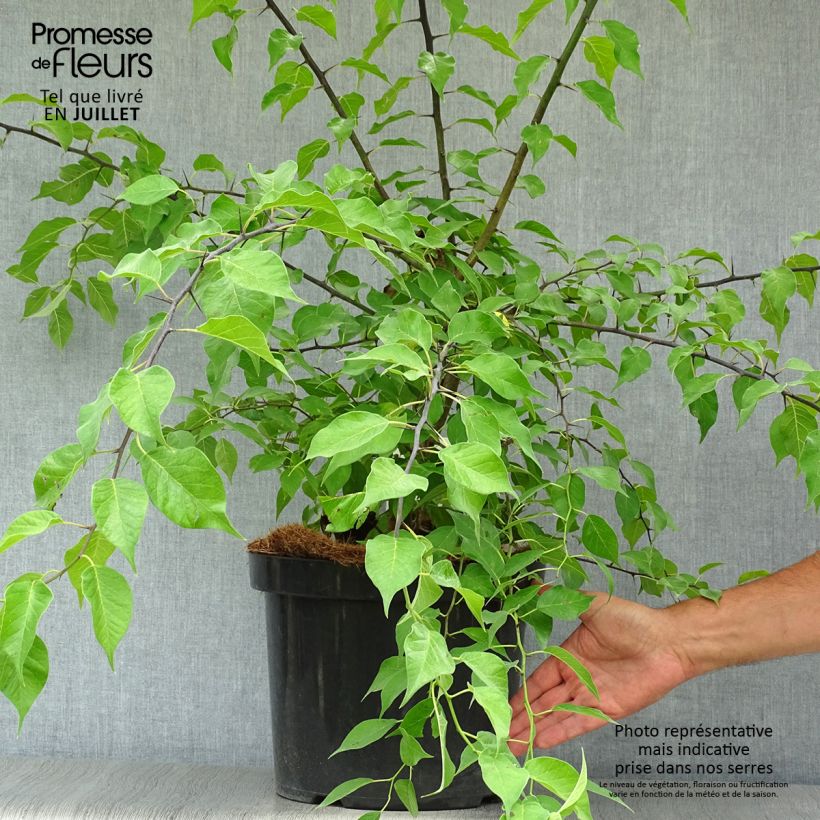 Esimerkki kesällä toimitetusta Värimulperi - Maclura pomifera Pot de 7,5L/10L-taimesta