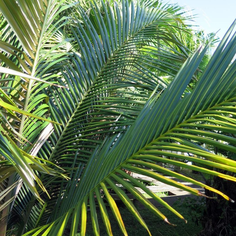 Oraniopsis appendiculata (Lehvistö)