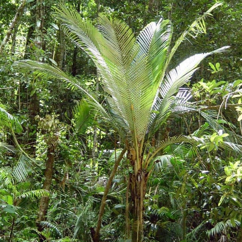 Oraniopsis appendiculata (Kasvutapa)