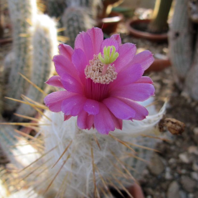Oreocereus leucotrichus (Kukinta)