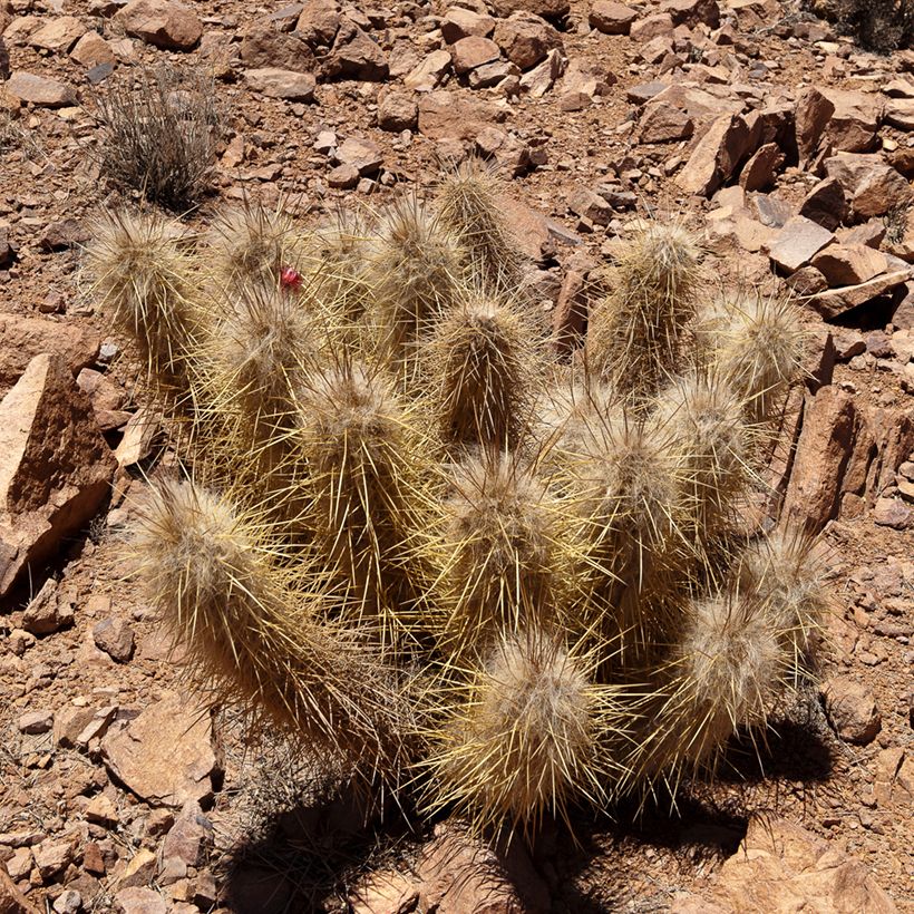 Oreocereus leucotrichus (Kasvutapa)