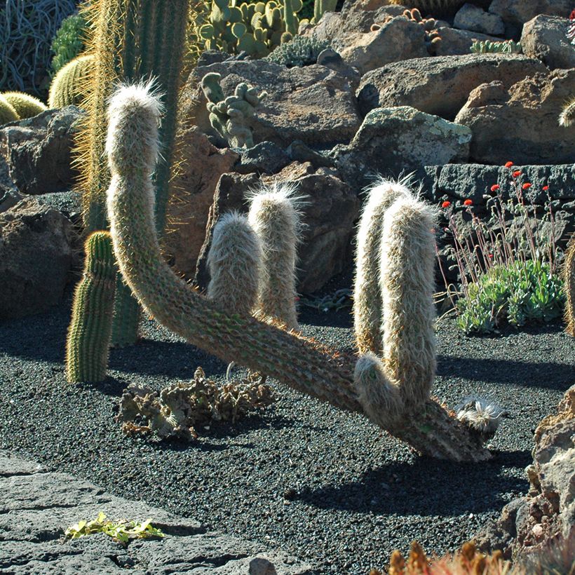 Oreocereus trollii (Kasvutapa)