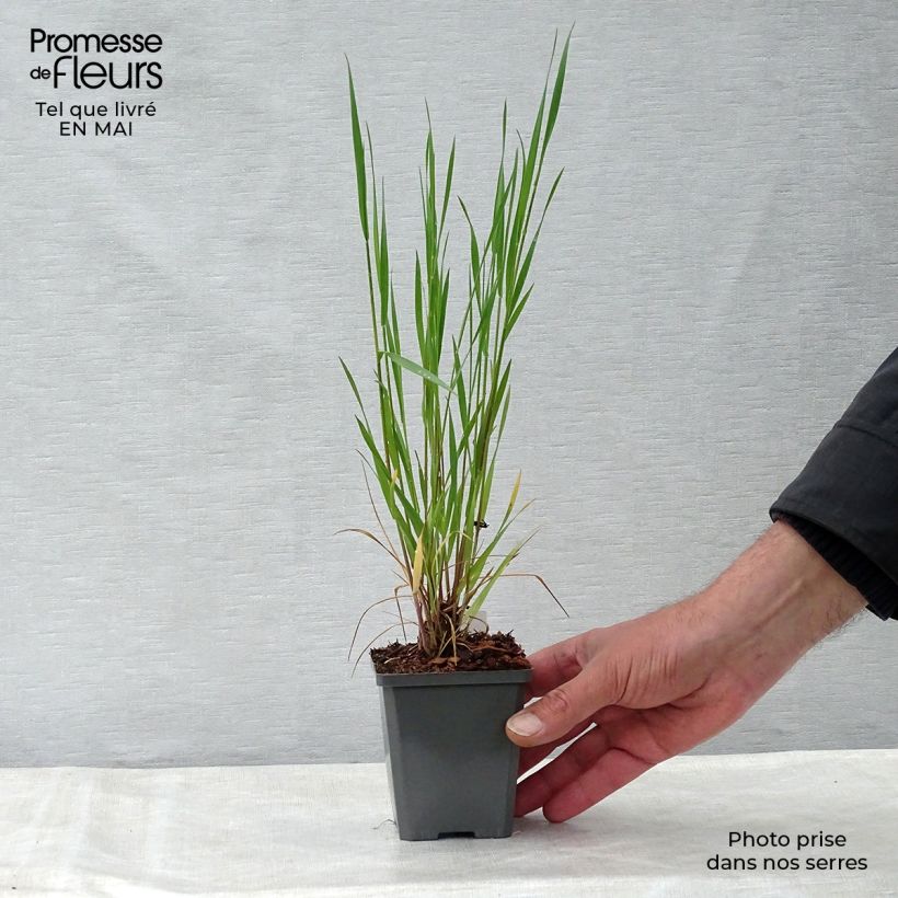 Esimerkki keväällä toimitetusta Partaohra - Hordeum jubatum Taimiruukku 8/9 cm-taimesta