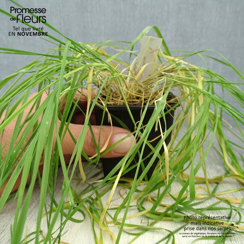 Esimerkki syksyllä toimitetusta Partaohra - Hordeum jubatum 8/9 cm taimiruukku-taimesta