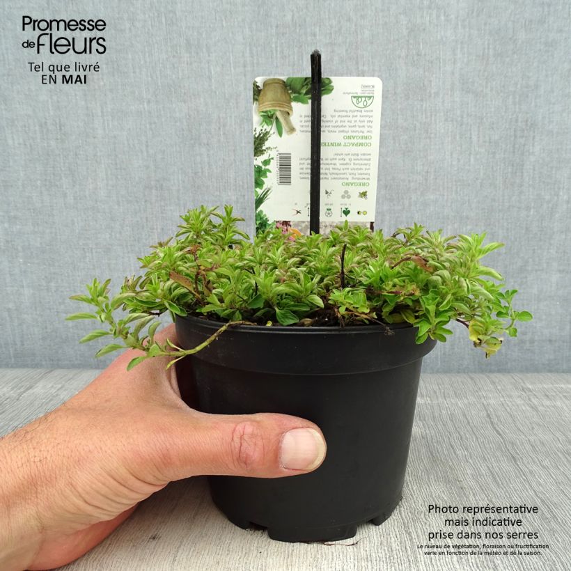 Esimerkki keväällä toimitetusta Mäkimeirami Compactum Pot de 1,5L/2L-taimesta