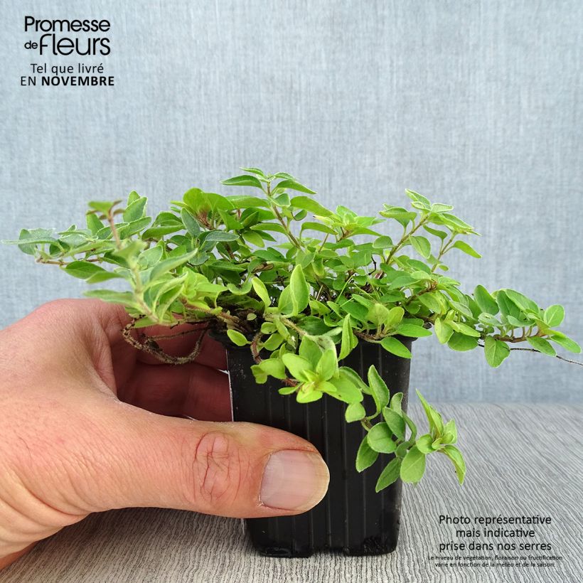 Esimerkki syksyllä toimitetusta Mäkimeirami Aureum 7/8 cm taimiruukku-taimesta