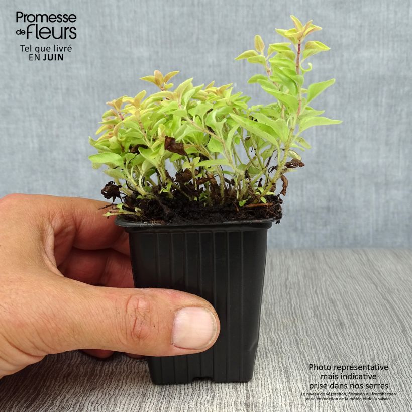 Esimerkki kesällä toimitetusta Mäkimeirami Aureum Godet de 7/8 cm-taimesta