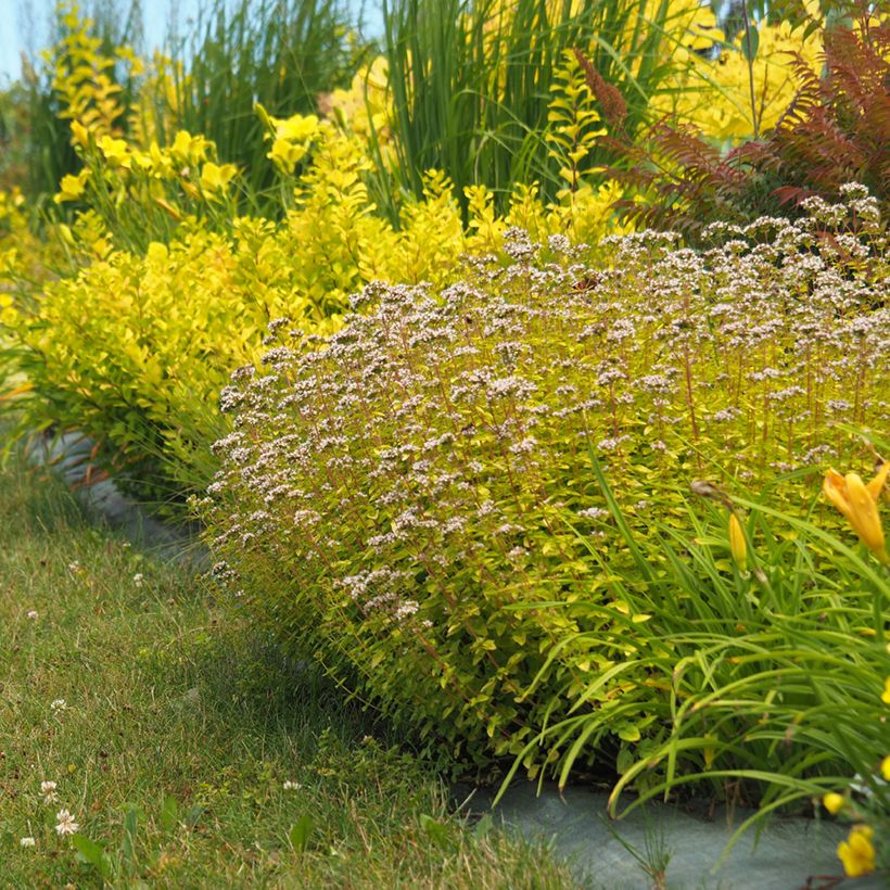 Mäkimeirami Aureum (Kasvutapa)