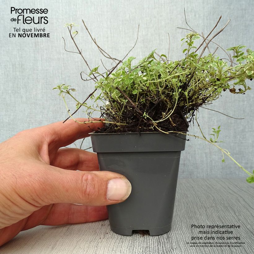 Esimerkki syksyllä toimitetusta Mäkimeirami Country cream 8/9 cm taimiruukku-taimesta