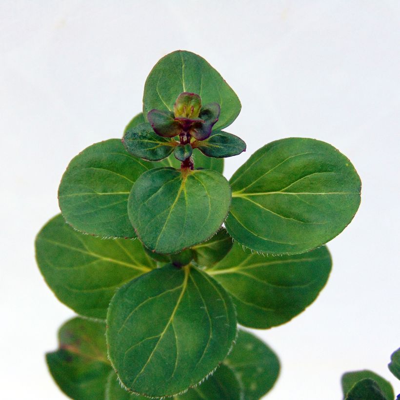 Mäkimeirami Rosenkuppel (Lehvistö)