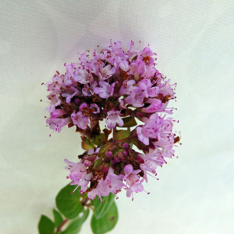 Mäkimeirami Rosenkuppel (Kukinta)