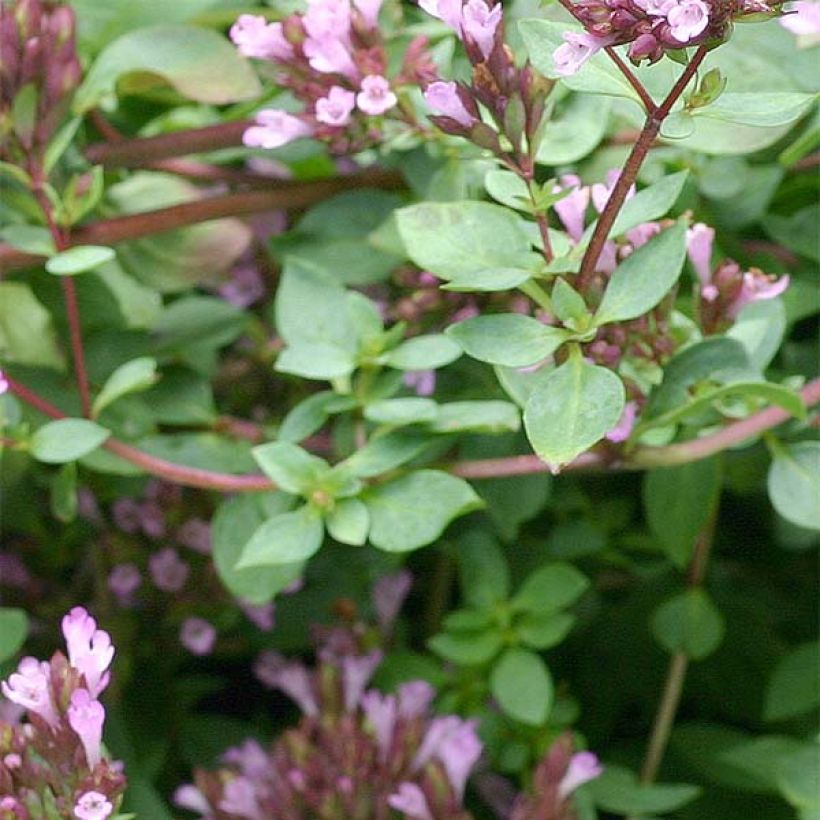 Purppurameirami Herrenhausen (Lehvistö)