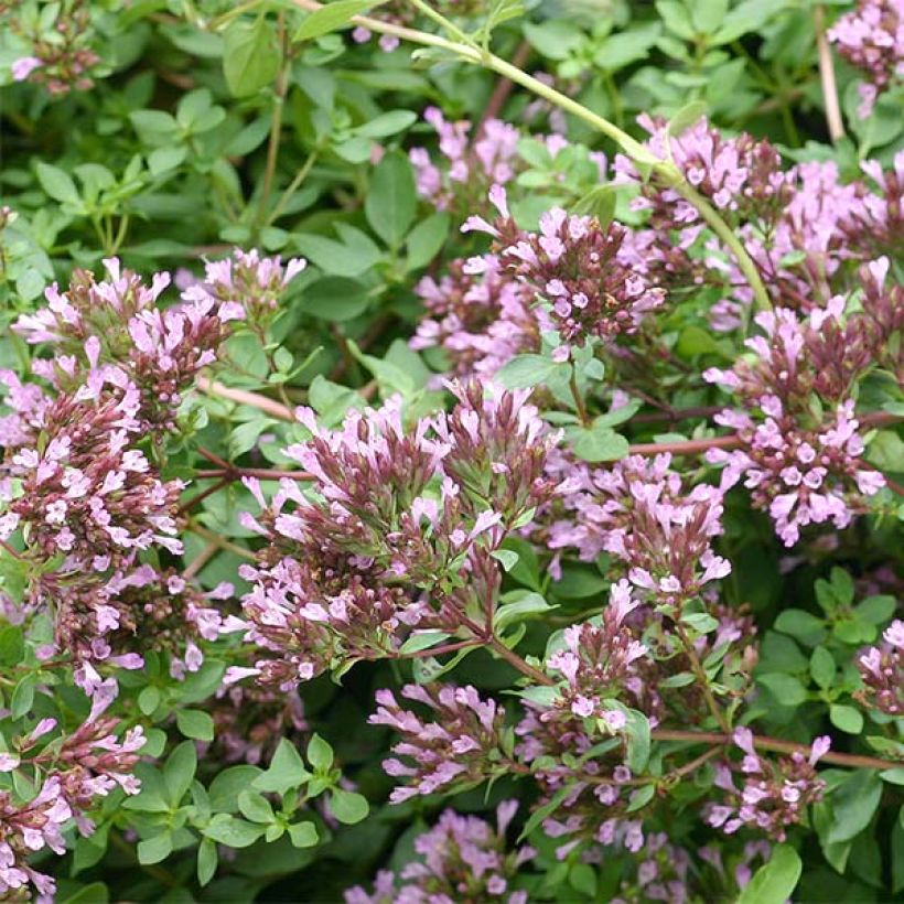 Purppurameirami Herrenhausen (Kukinta)