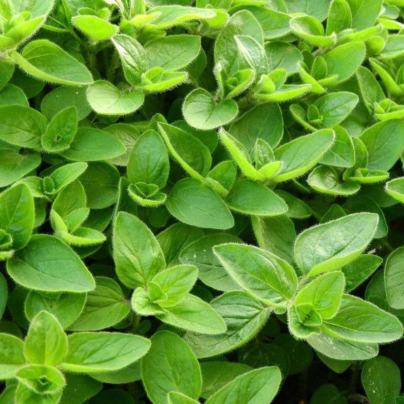 Maustemeirami Pizza - Origanum majorana (Lehvistö)