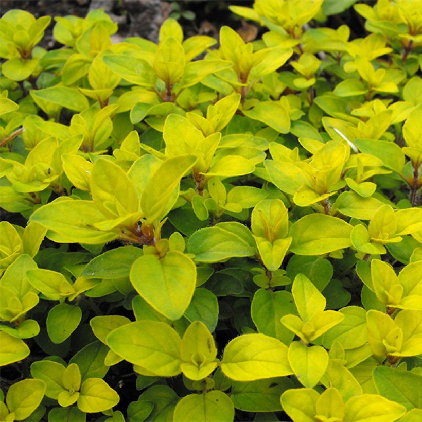Mäkimeirami Norton Gold (Lehvistö)
