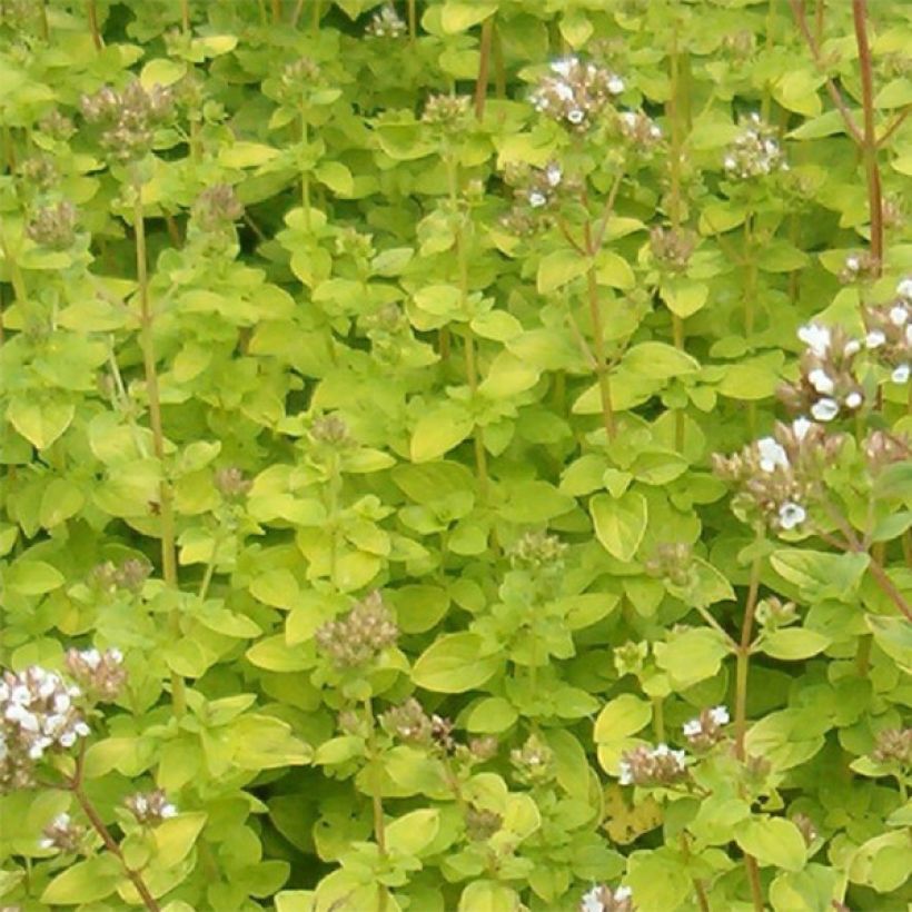 Mäkimeirami Aureum (Lehvistö)