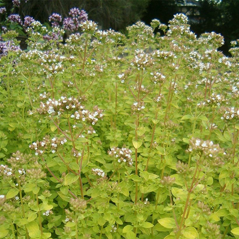 Mäkimeirami Aureum (Kukinta)