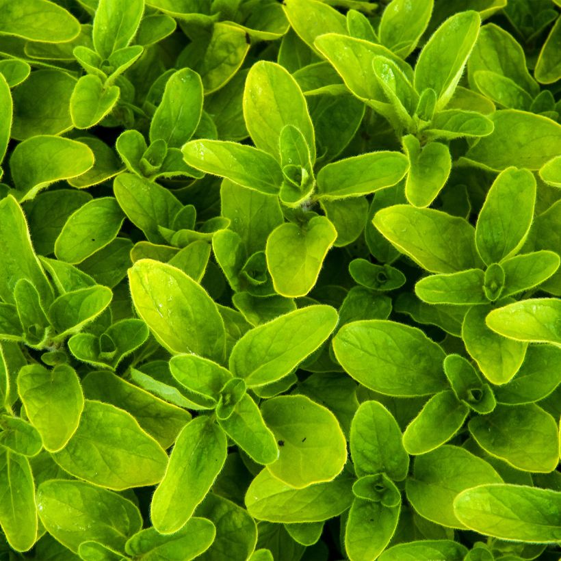 Mäkimeirami Thumbles Variety (Lehvistö)