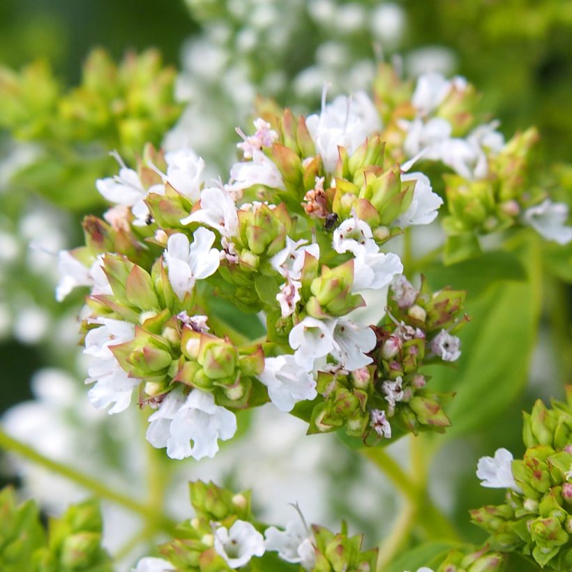 Mäkimeirami Thumbles Variety (Kukinta)