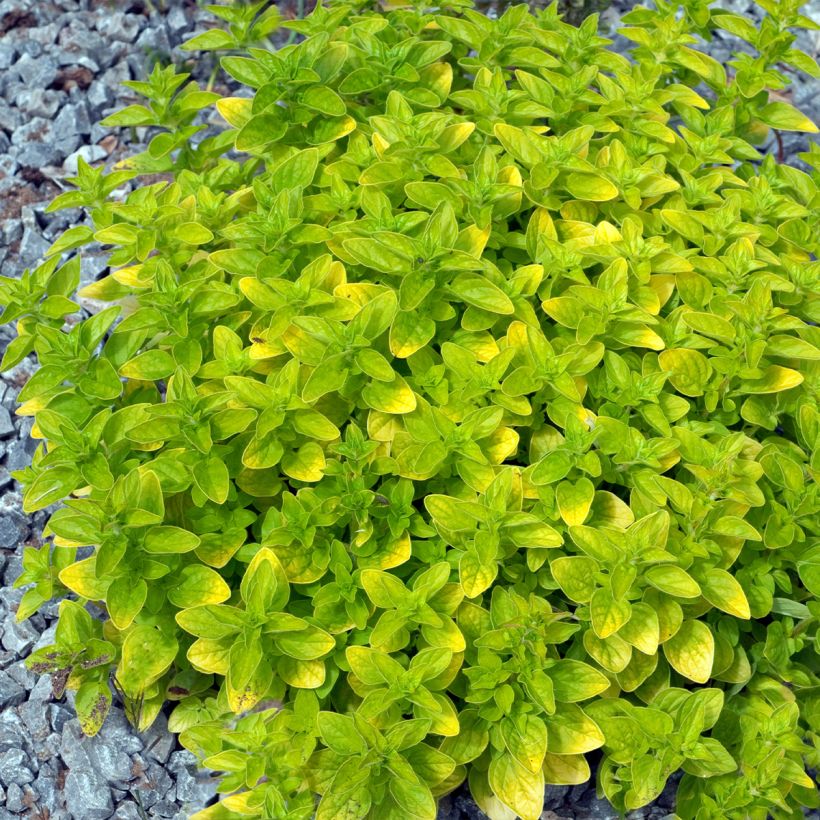 Mäkimeirami Thumbles Variety (Kasvutapa)
