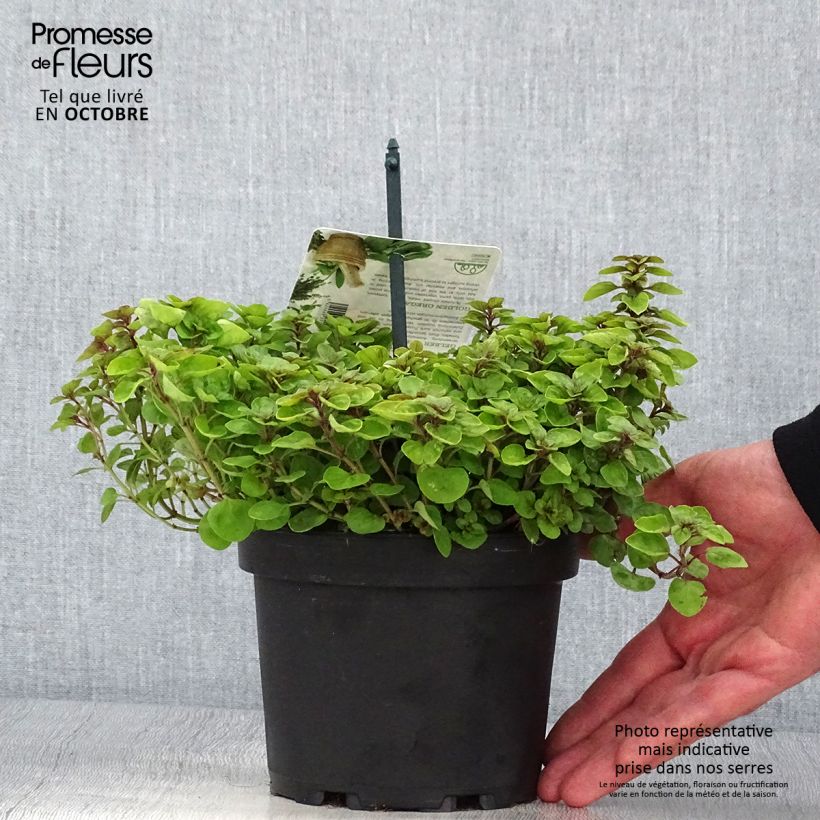 Esimerkki syksyllä toimitetusta Origanum vulgare Thumbles Variety - Origan commun doré Pot de 1,5L/2L-taimesta