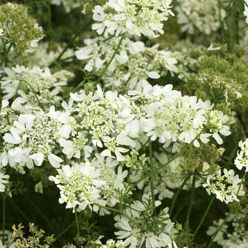 Orlaya grandiflora (siemenet) (Kukinta)
