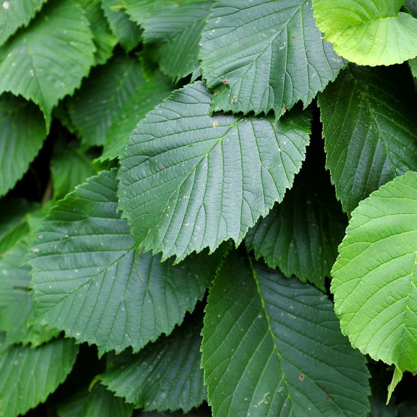 Vuorijalava Pendula = horizontalis (Lehvistö)