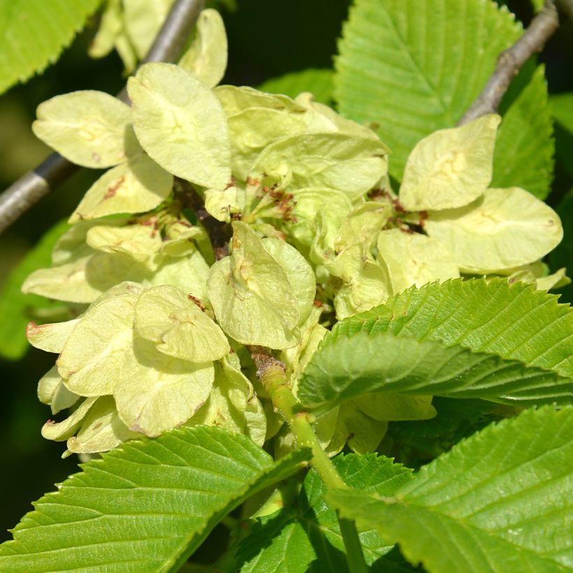 Vuorijalava Pendula = horizontalis (Kukinta)