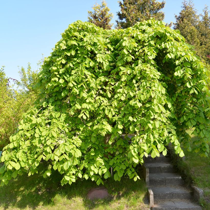 Vuorijalava Pendula = horizontalis (Kasvutapa)
