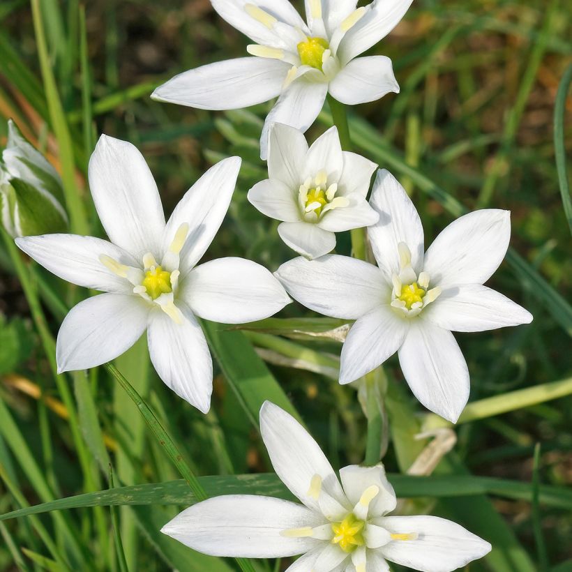 Sarjatähdikki - Ornithogalum umbellatum (Flowering)