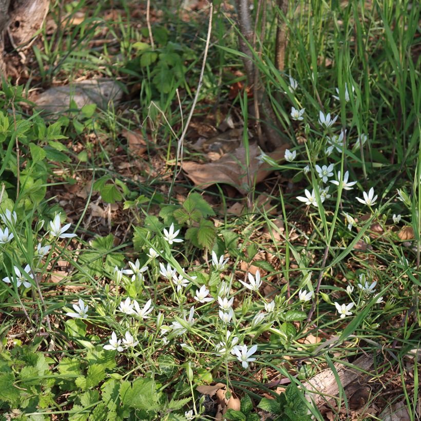 Sarjatähdikki - Ornithogalum umbellatum (Plant habit)