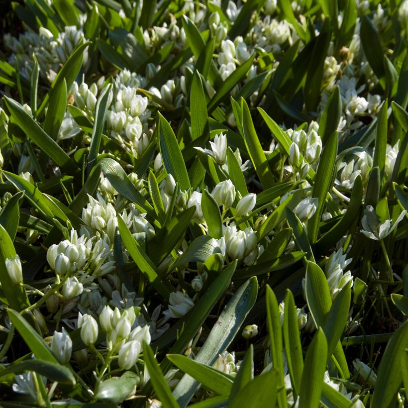 Tähdikki - Ornithogalum balansae (Kasvutapa)