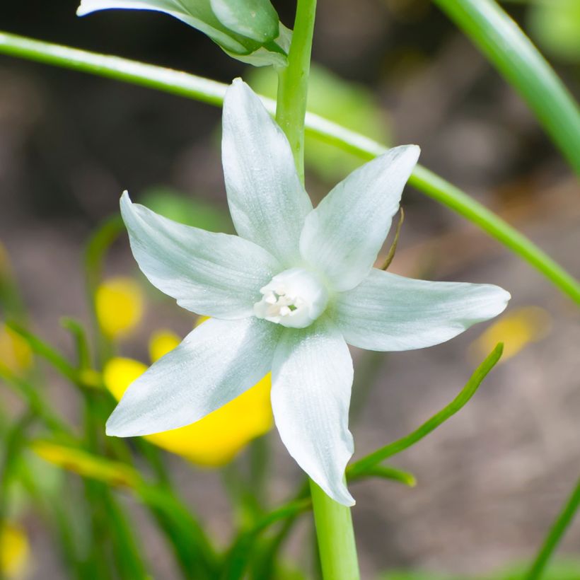 Nuokkutähdikki - Ornithogalum nutans (Kukinta)