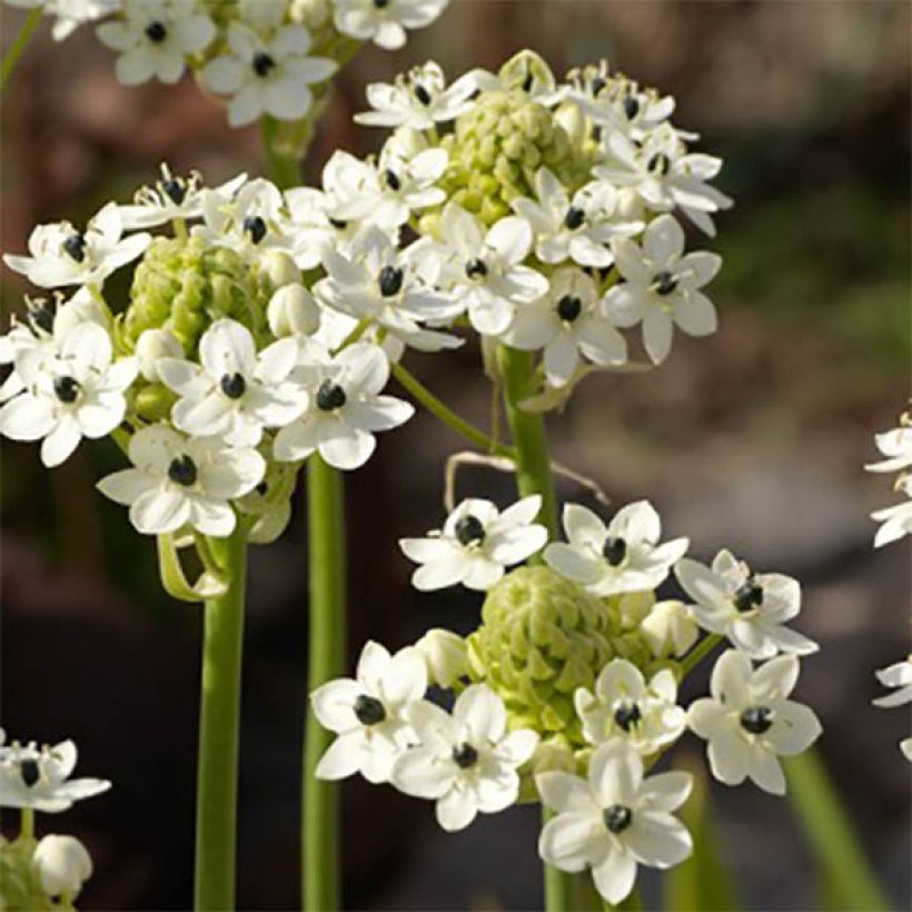 Kapintähdikki - Ornithogalum saundersiae (Kukinta)