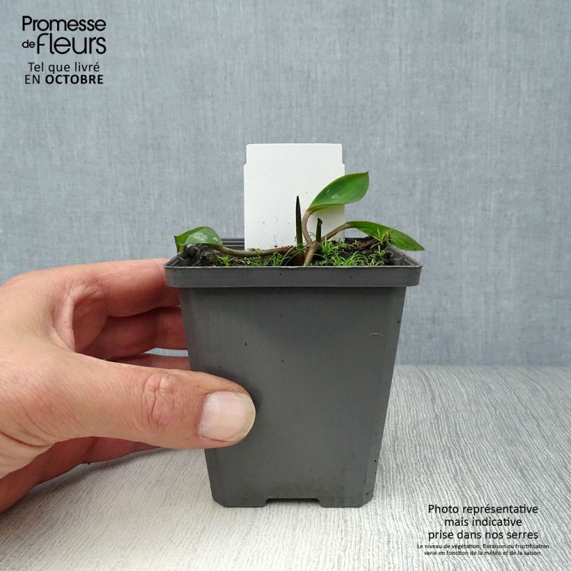 Esimerkki syksyllä toimitetusta Keltapuikelo - Orontium aquaticum 8/9 cm taimiruukku-taimesta