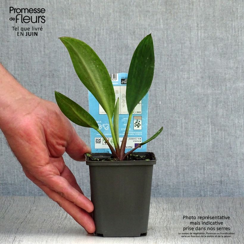 Esimerkki kesällä toimitetusta Keltapuikelo - Orontium aquaticum Godet de 8/9 cm-taimesta