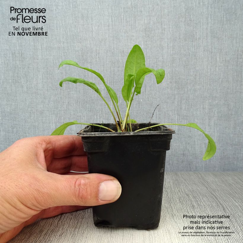 Esimerkki syksyllä toimitetusta Hierakka luomu - Rumex patientia 8/9 cm taimiruukku-taimesta