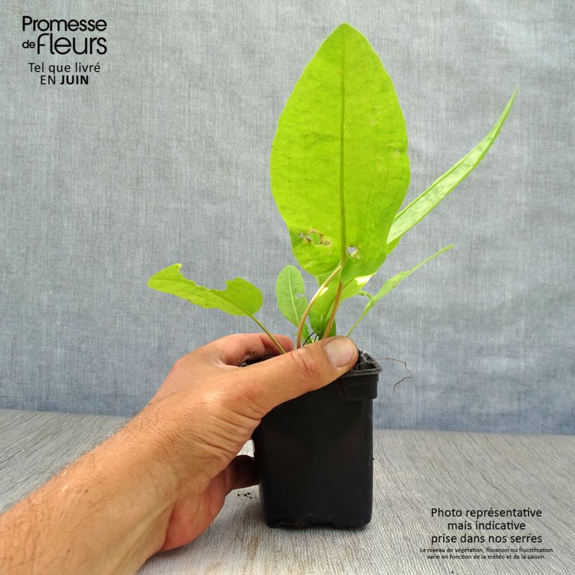 Esimerkki kesällä toimitetusta Hierakka luomu - Rumex patientia 8/9 cm taimiruukku-taimesta