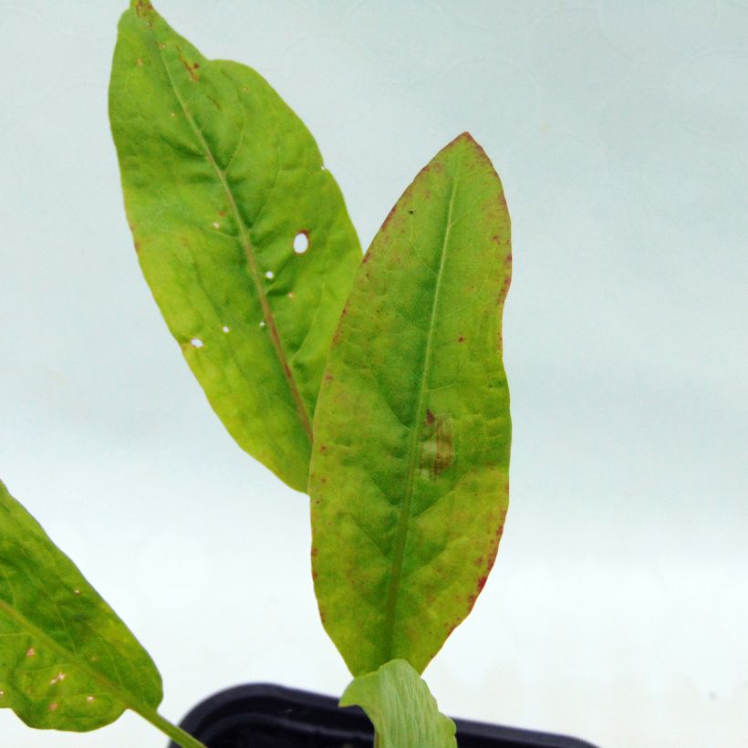 Hierakka luomu - Rumex patientia (Lehvistö)