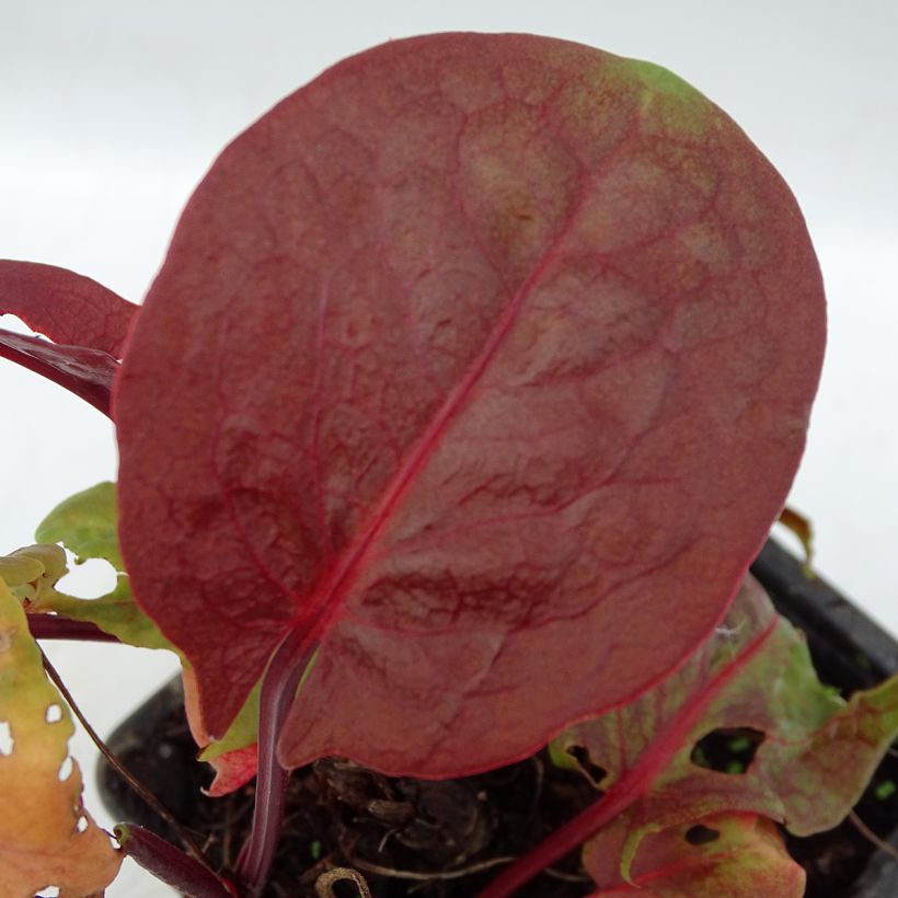 Kilpisuolaheinä Purpurea luomu (Lehvistö)