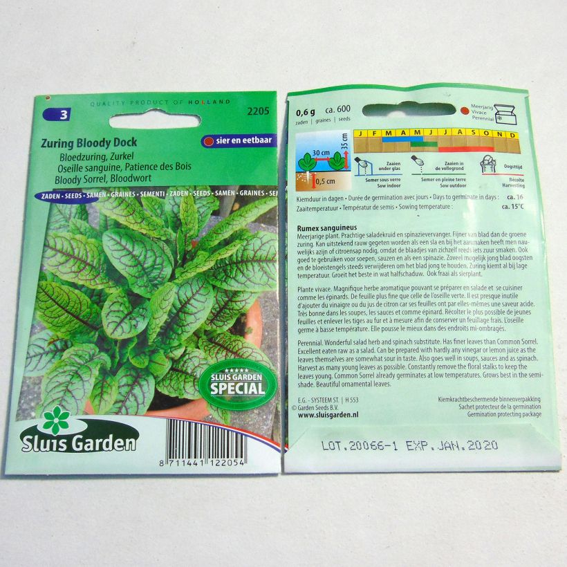 Esimerkki toimitetusta Oseille sanguine - Rumex sanguineus FI per pack of 600 seeds-taimesta