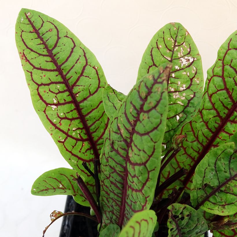 Verihierakka - Rumex sanguineus (Lehvistö)
