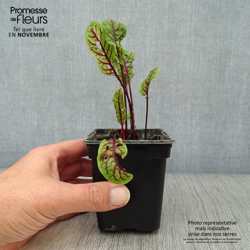 Esimerkki syksyllä toimitetusta Verihierakka - Rumex sanguineus 8/9 cm taimiruukku-taimesta