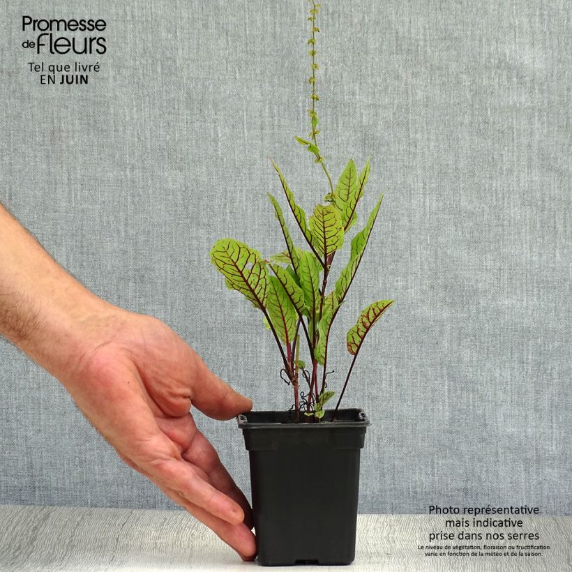 Esimerkki kesällä toimitetusta Verihierakka - Rumex sanguineus Taimiruukku 8/9 cm-taimesta