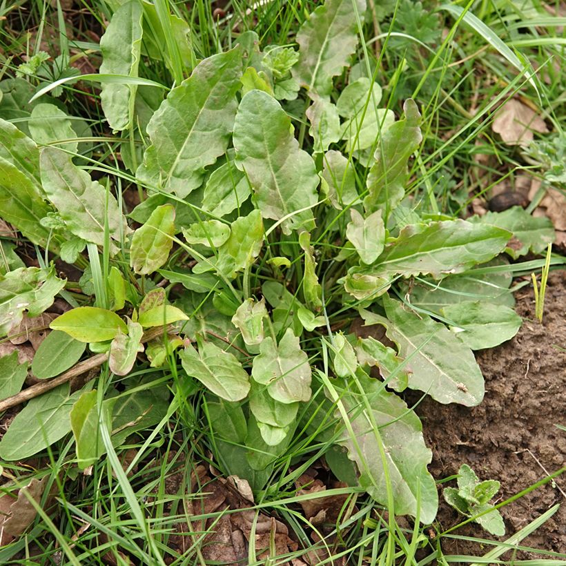 Niittysuolaheinä (siemenet) - Rumex acetosa (Kasvutapa)
