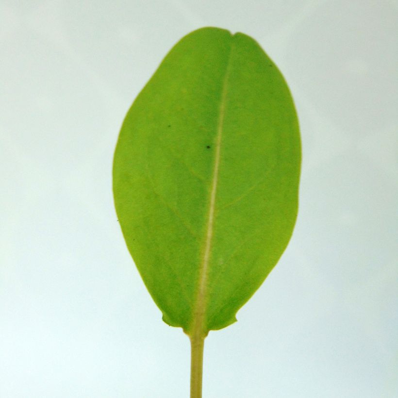 Hierakka - Rumex arifolius (Lehvistö)