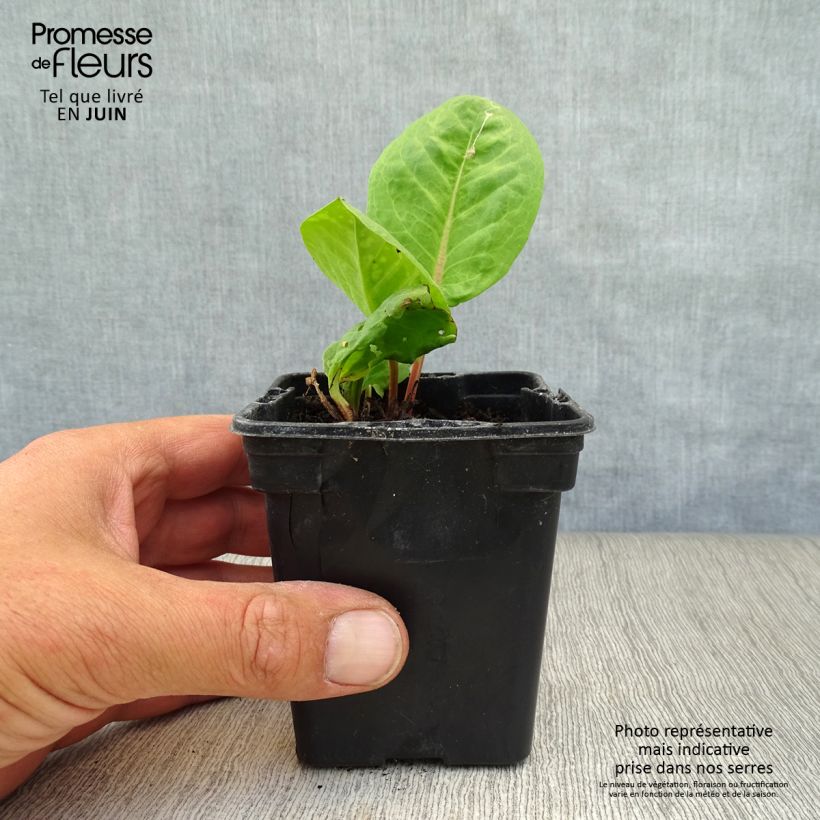 Esimerkki kesällä toimitetusta Hierakka - Rumex arifolius 8/9 cm taimiruukku-taimesta