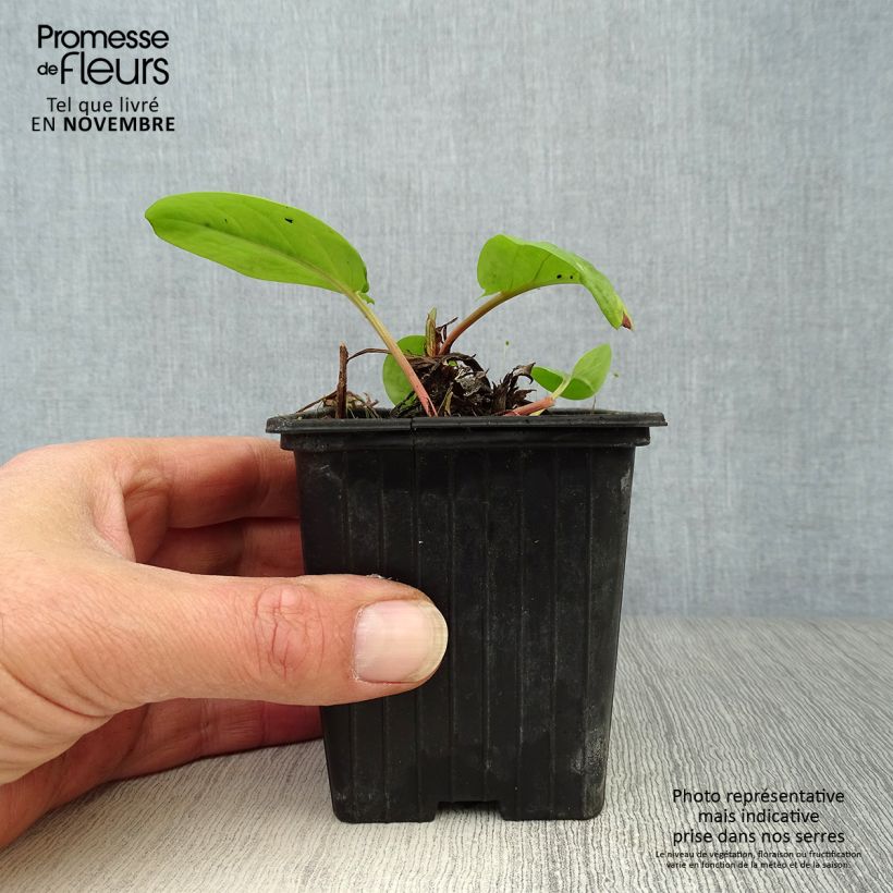 Esimerkki syksyllä toimitetusta Hierakka - Rumex arifolius 8/9 cm taimiruukku-taimesta