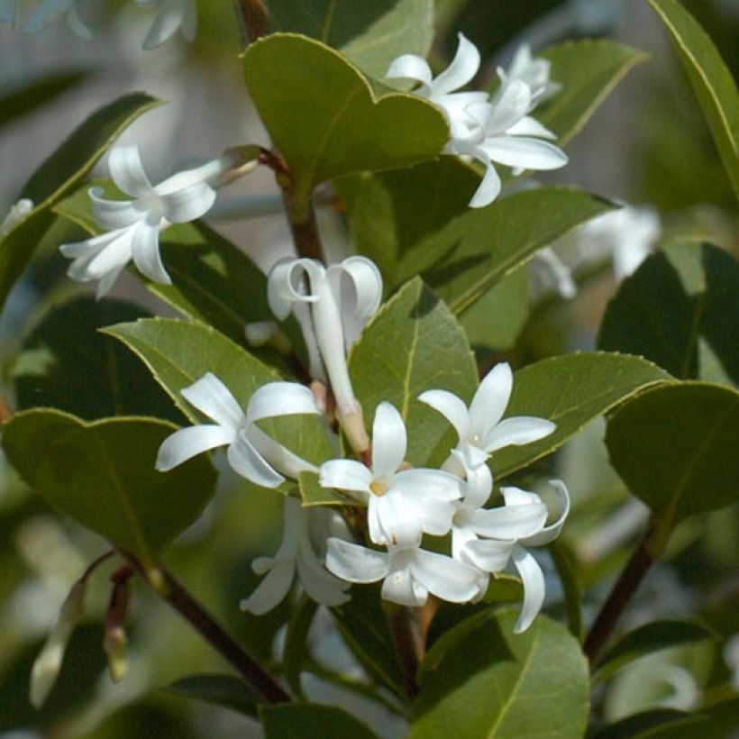 Osmanthus delavayi Heaven Scent (Lehvistö)