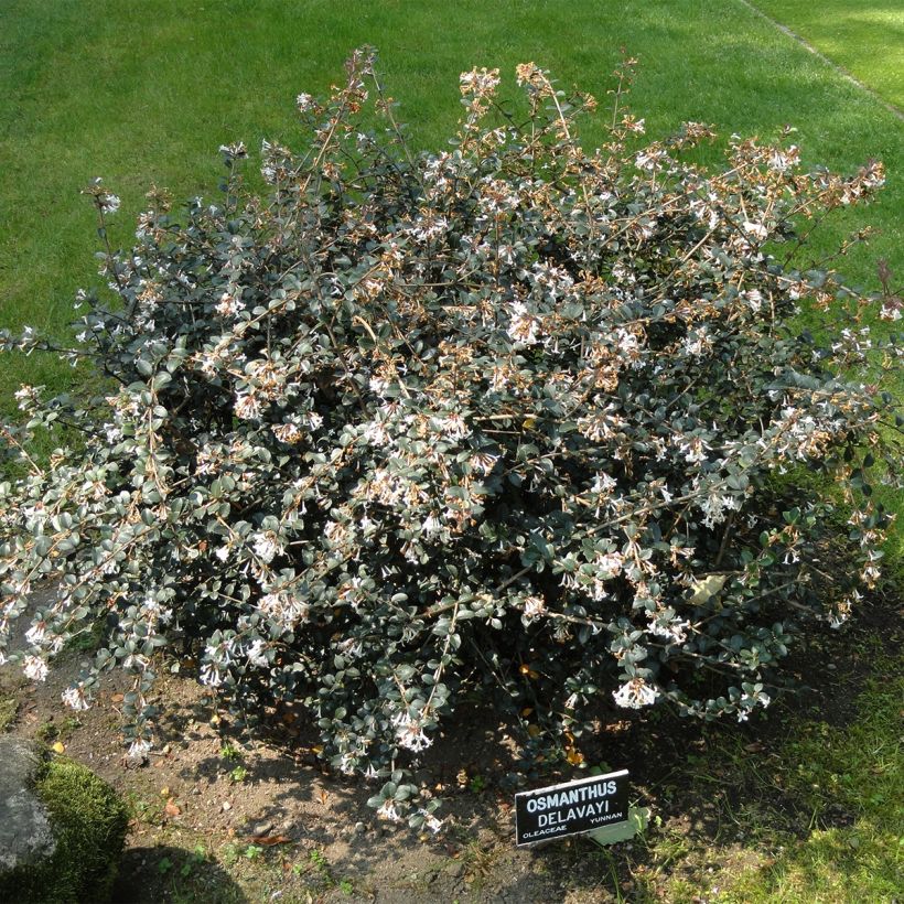Osmanthus delavayi Heaven Scent (Kasvutapa)
